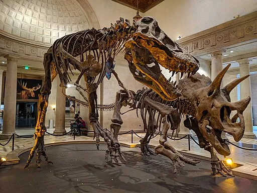 Dinosaur bones at Natural History Museum