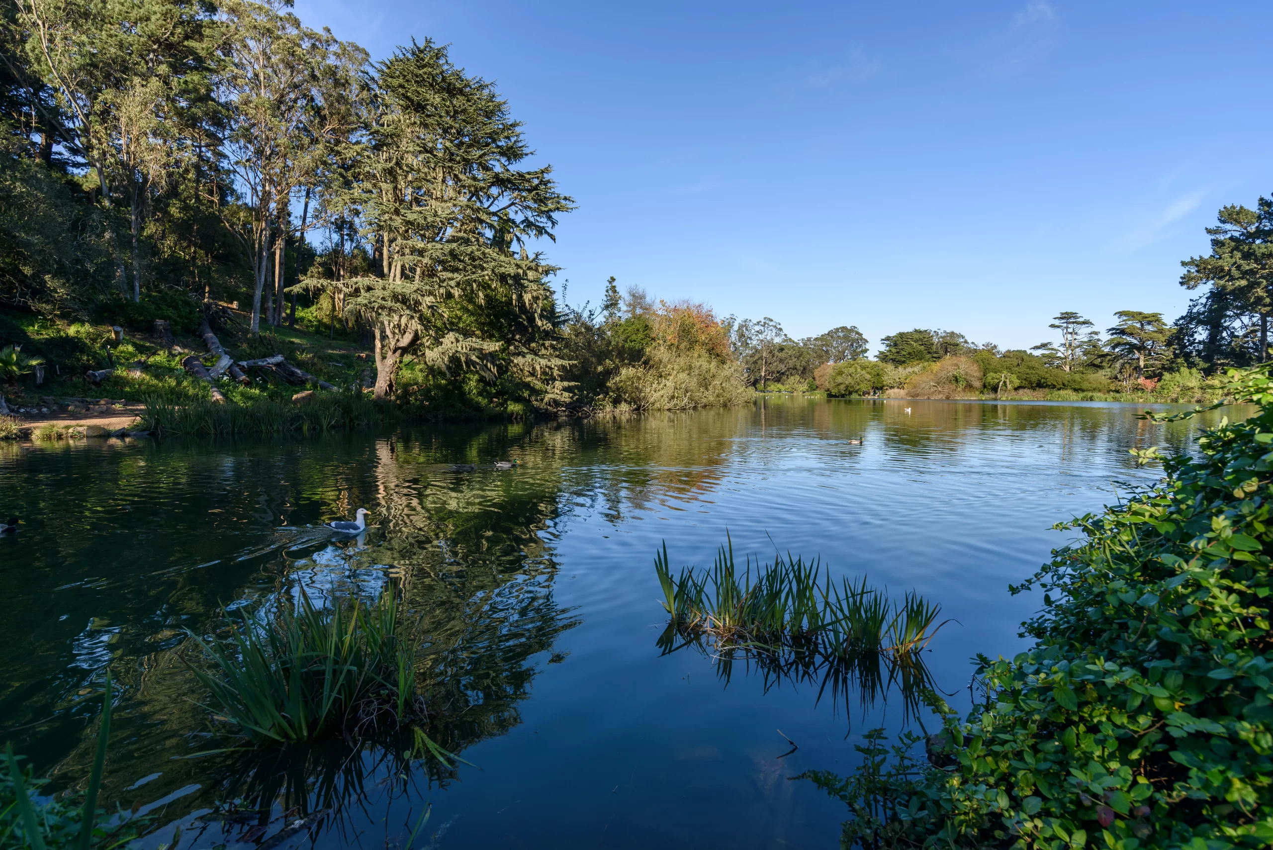 Golden Gate Park lake
